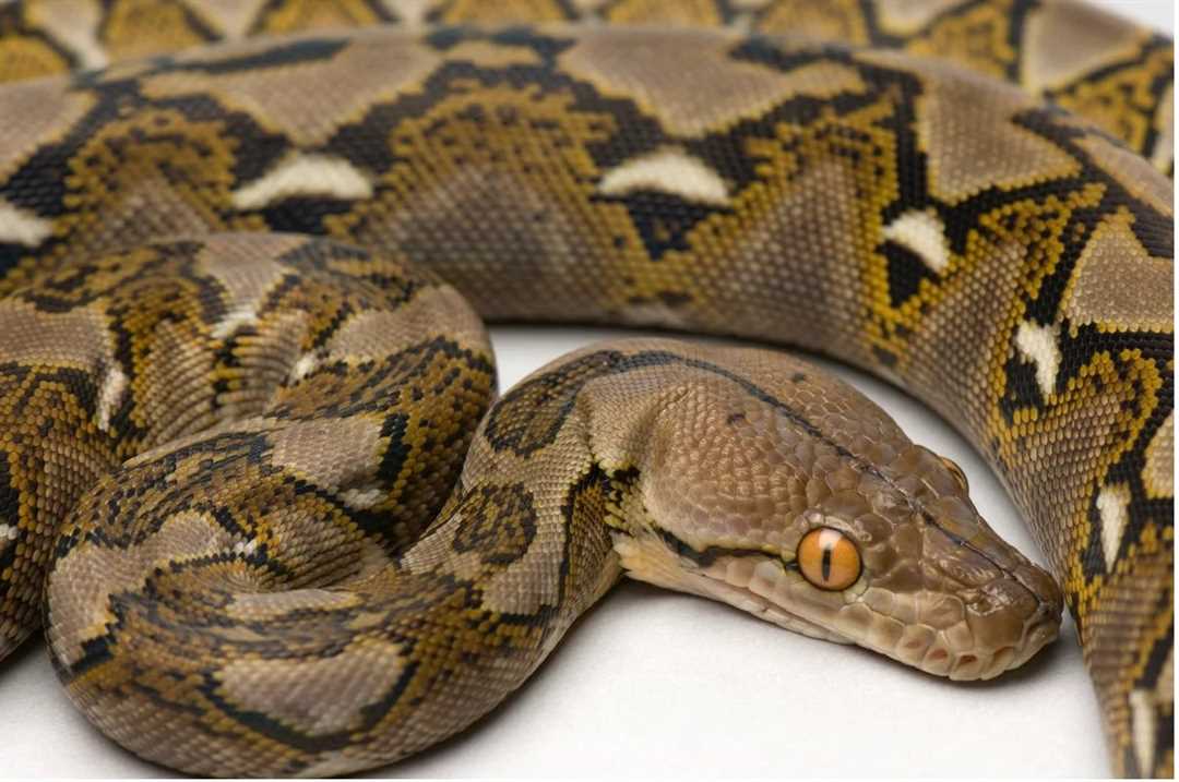Разнообразие видов домашних питонов