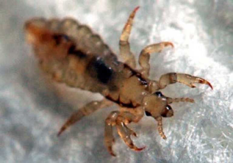 Отсутствие крыльев и перьев