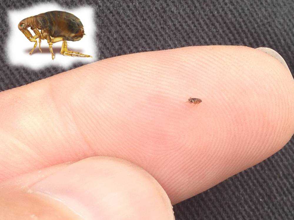 Сколько живут блохи: особенности и продолжительность жизни