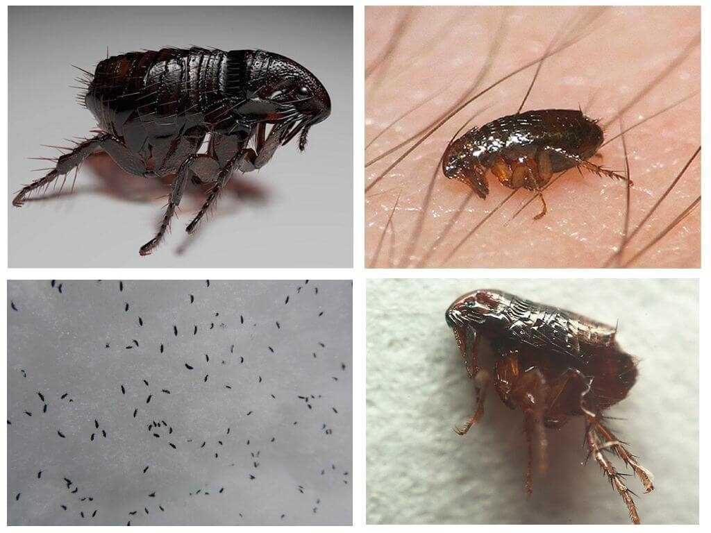 Признаки наличия блох у собаки