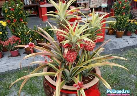 Как использовать урожай в кулинарии