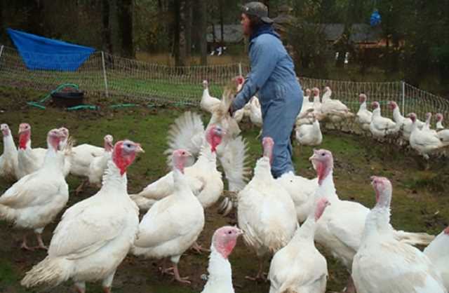 Как вырастить индюков бройлеров дома: советы для новичков