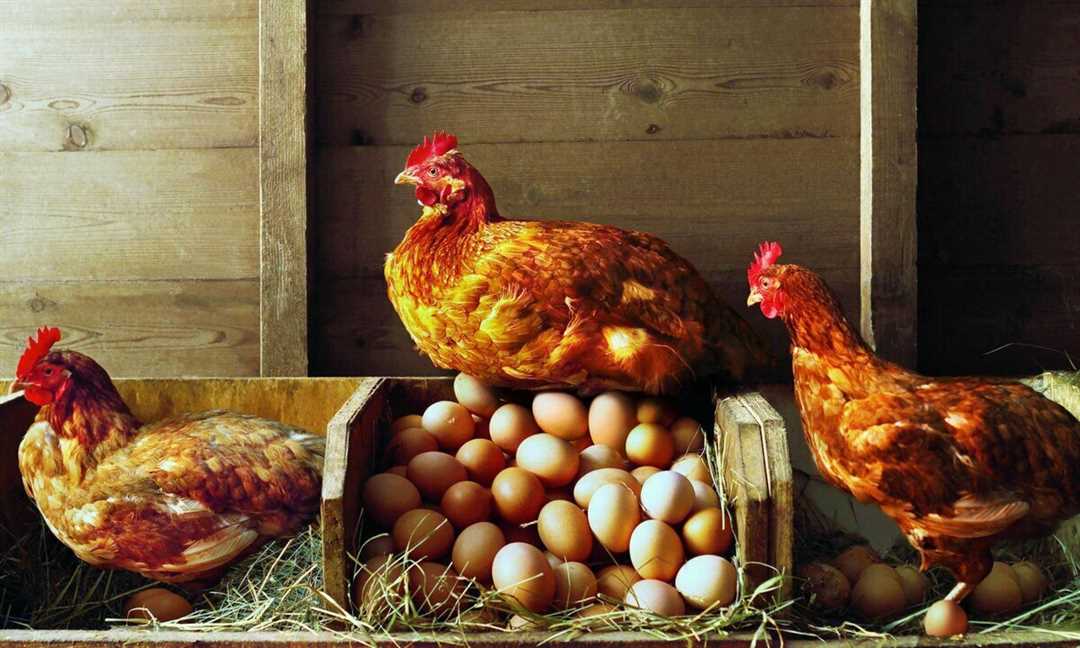 Как заставить курицу садиться на яйца