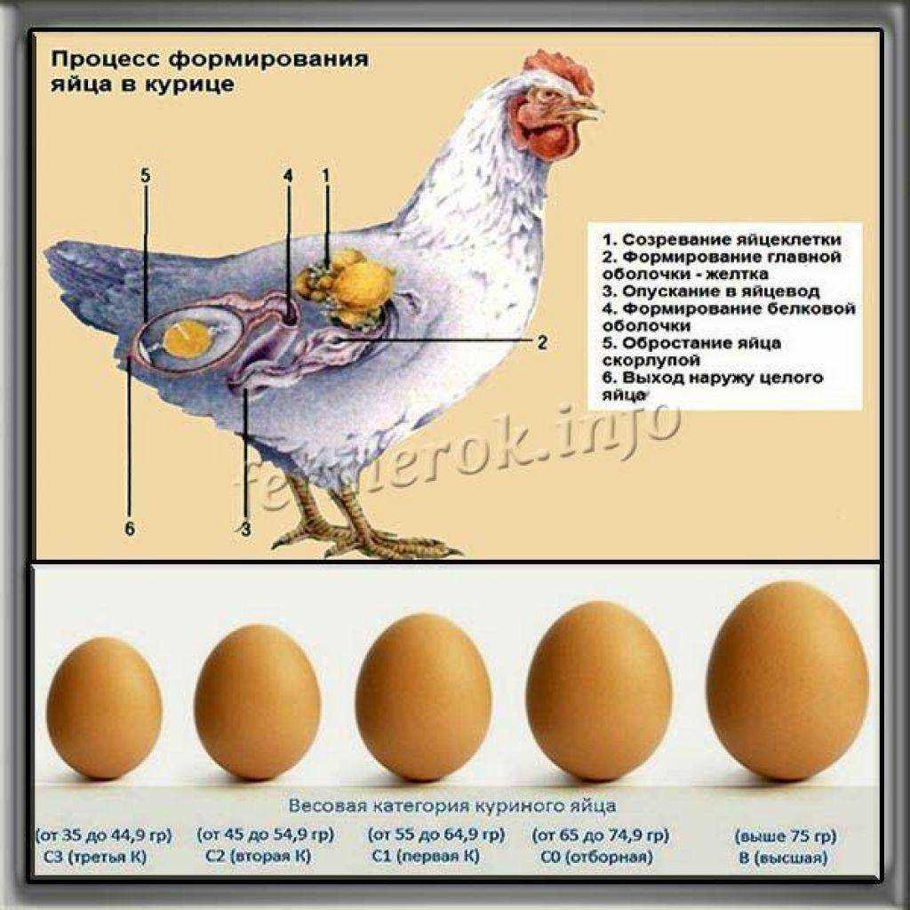 Как вырастить курицу