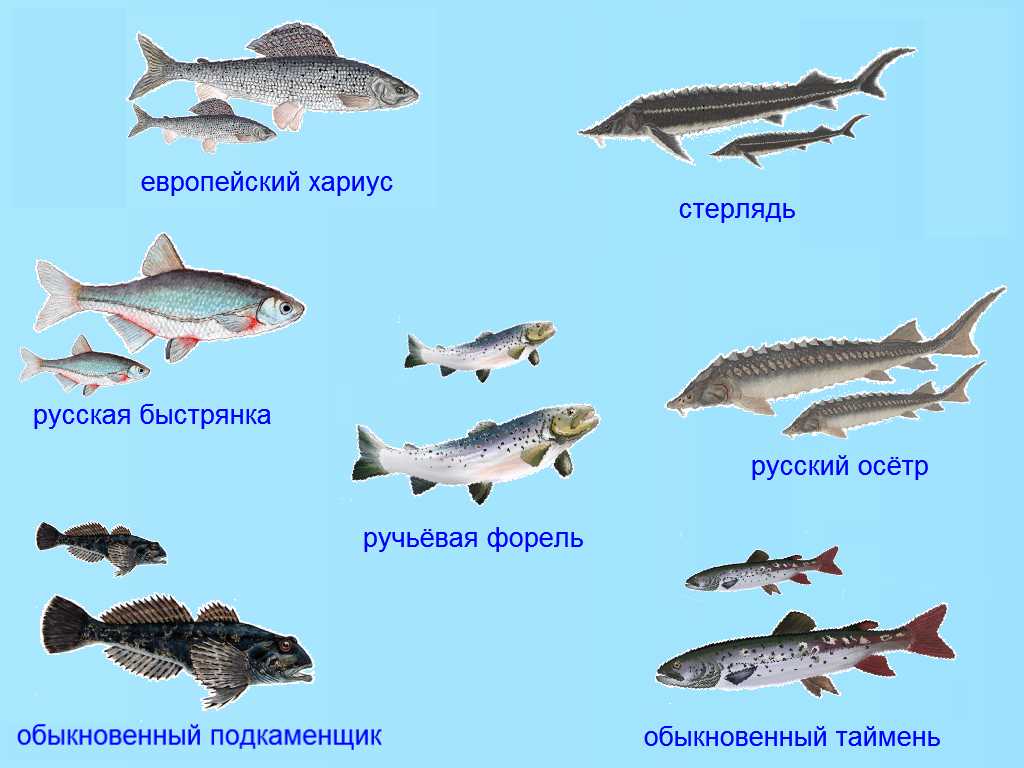 Рыбы озер Подмосковья