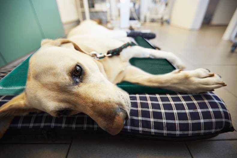 Повышенная утомляемость и летаргия