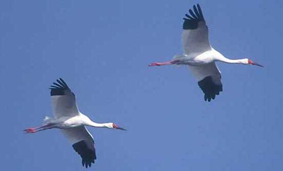 Как увидеть перелетный поток птиц