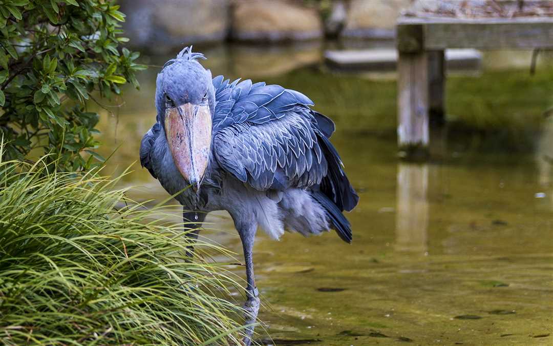 Мини-цапля: цапль или цаплей?