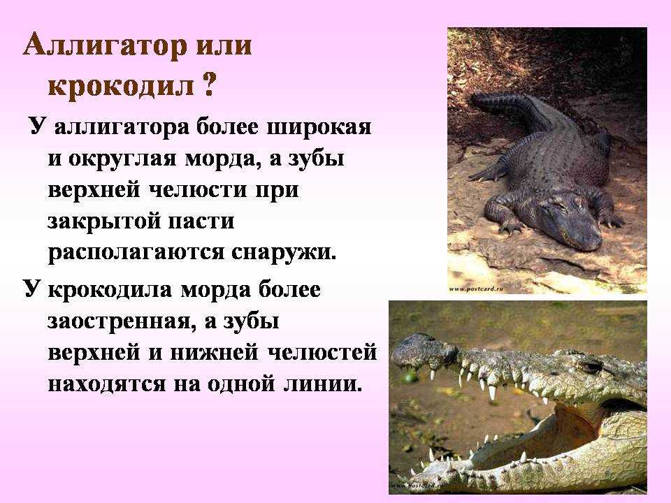 Какие животные относятся к пресмыкающимся: полный список Какие животные относятся к пресмыкающимся: полный список