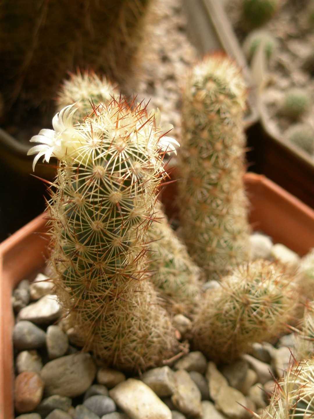 Полив и орошение