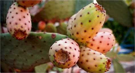 Фотографии кактусов