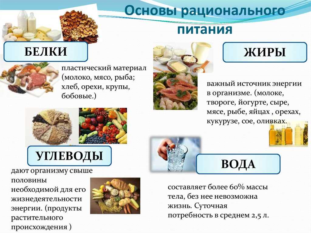 Какую пищу предпочитает крот: кормление и рацион питания