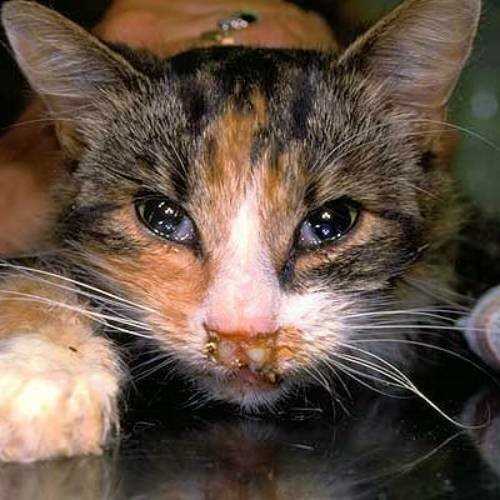 Лечение и профилактика