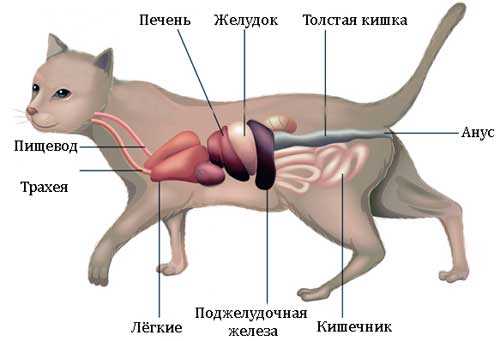 Основные симптомы