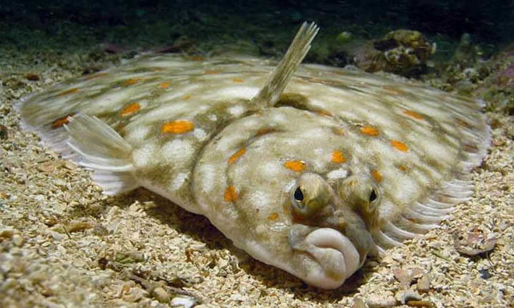 Камбала фото рыбы Камбала фото рыбы