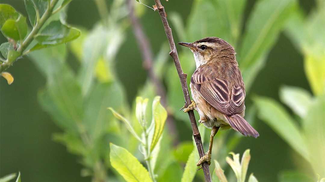 Камышовка сверчок птица фото