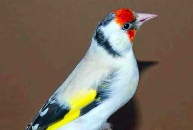 Звери щеглы в домашних условиях: содержание и уход