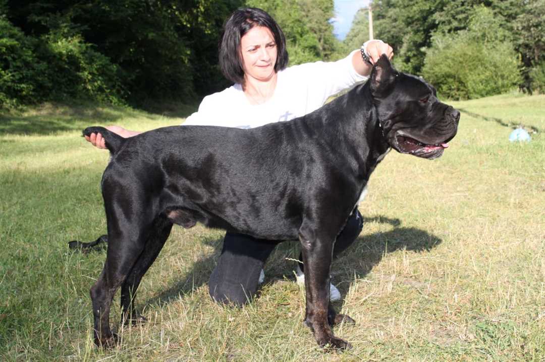 Кане корсо - характеристика породы: описание, особенности, уход и характер