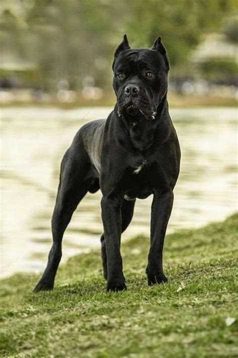 Уход за кане корсо