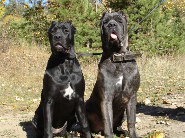 Характер кане корсо