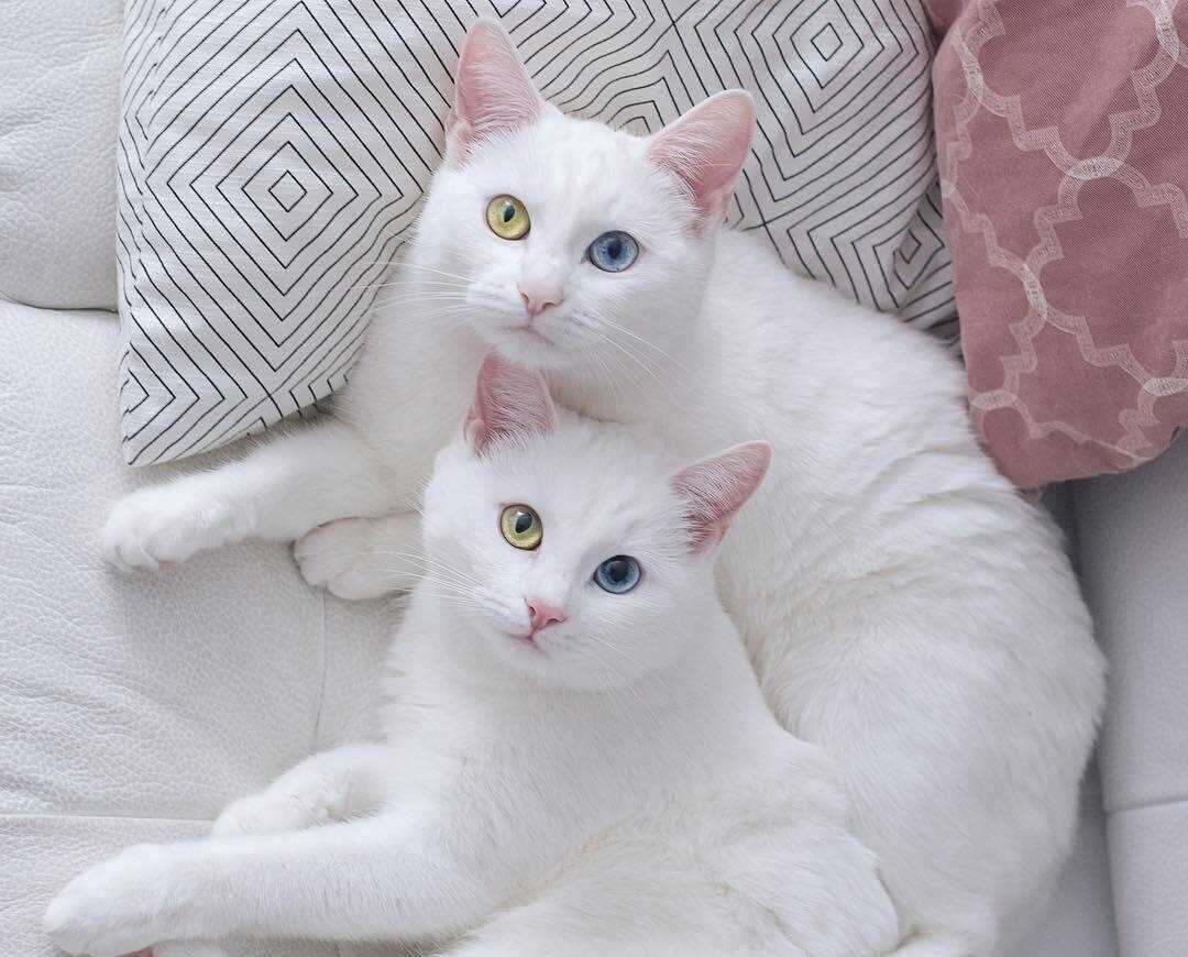 Као мани фото