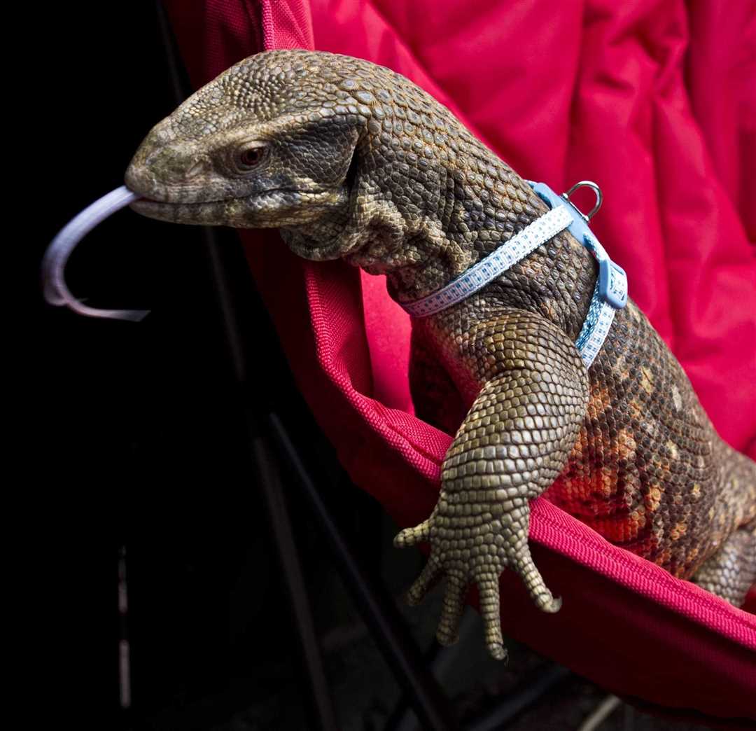 Капский варан: фото и способы содержания в домашних условиях