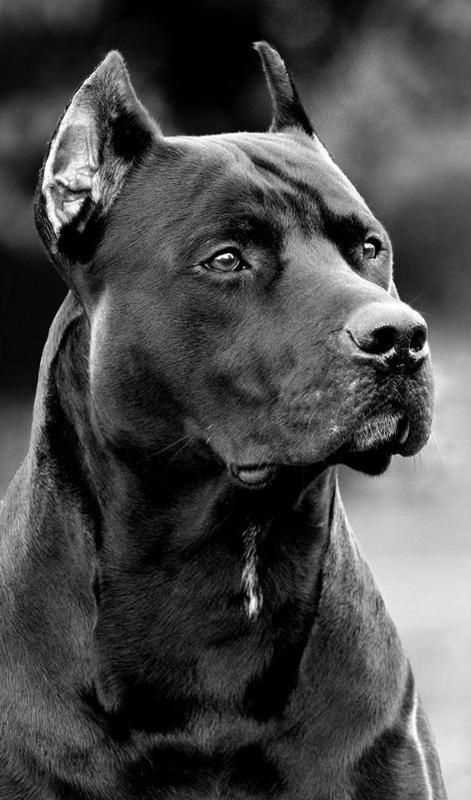 Популярные мифы и реальность о питбулях