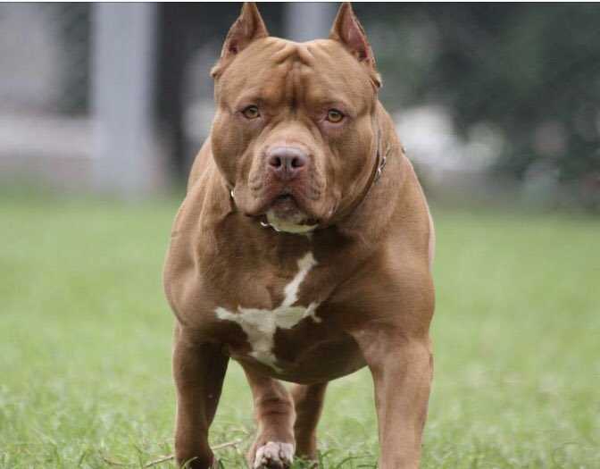 Картинки питбулей: красивые и мощные собаки породы