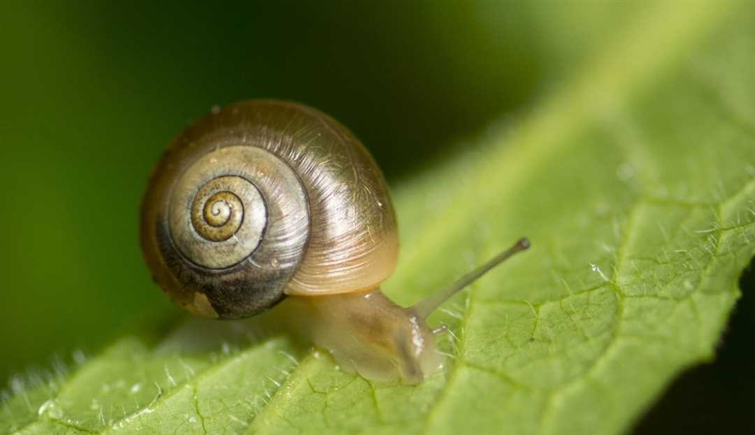 Польза или вред от улиток-катушек в аквариуме