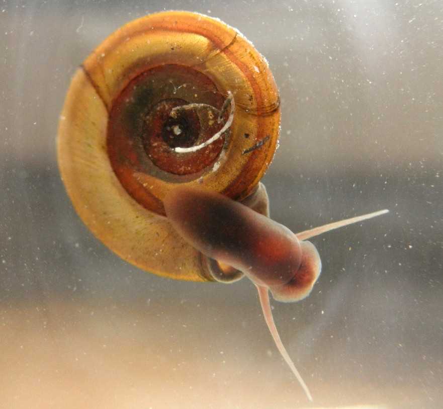 Улитки катушки в аквариуме: польза или вред?