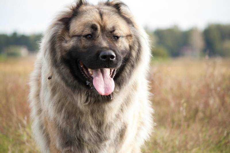 Кавказская овчарка: характеристика породы, особенности воспитания и ухода Кавказская овчарка: характеристика породы, особенности воспитания и ухода