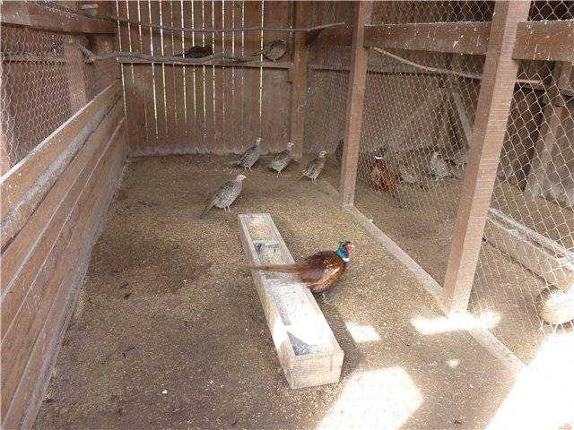  Каменная куропатка - это кеклик птица из Узбекистана 