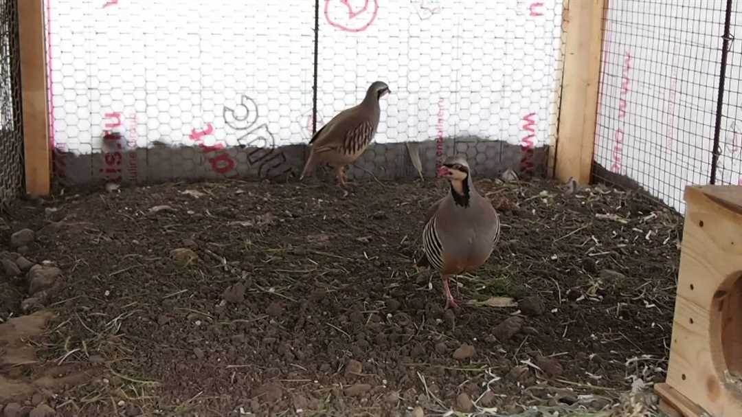 Кеклики разведение в домашних условиях