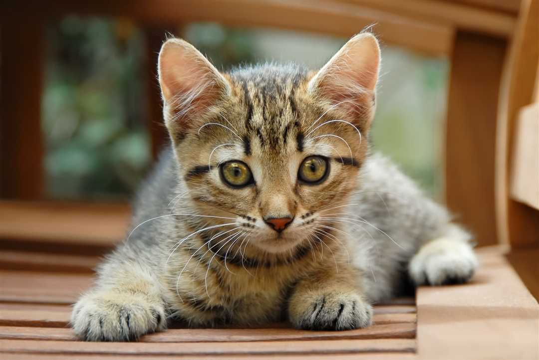 Кельтская кошка фото