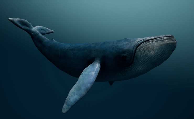 Кит-китов: Самый большой кит в мире и его особенности