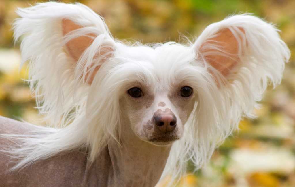 Рацион и кормление