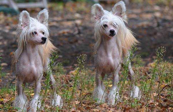 Китайская хохлатая: фотографии и особенности породы