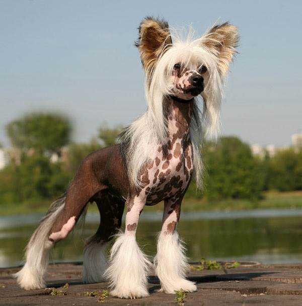 Виды китайских хохлатых