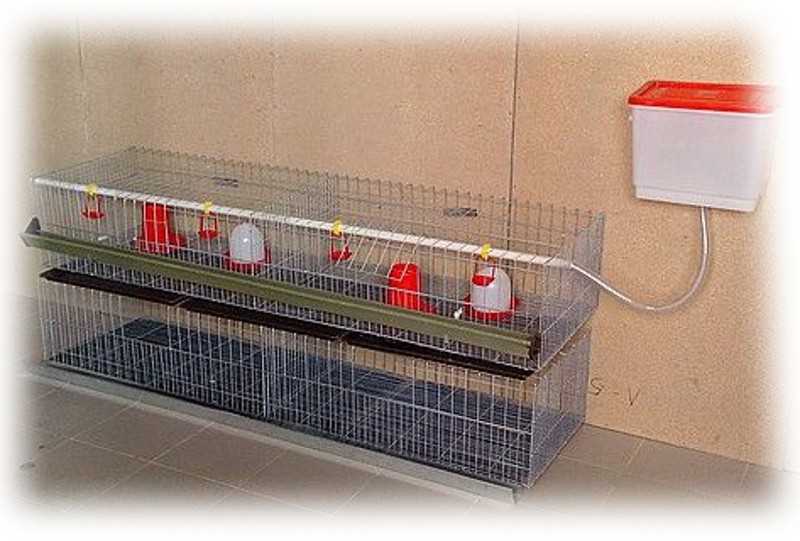 Что такое комфортные клетки для бройлеров