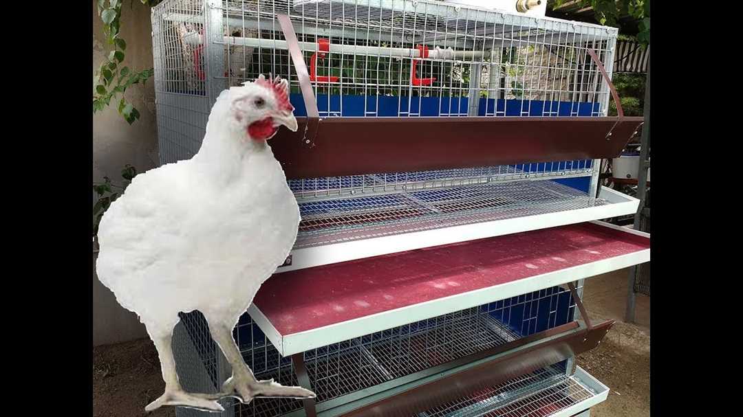 Клетки для бройлеров: как обеспечить комфортное содержание птицы Клетки для бройлеров: как обеспечить комфортное содержание птицы