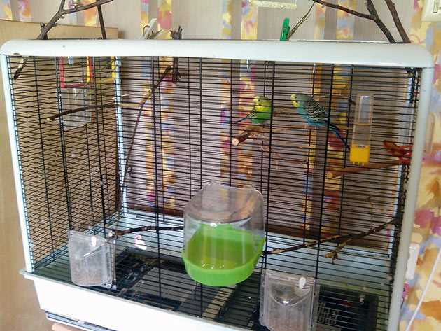 Совместимость материалов и птиц