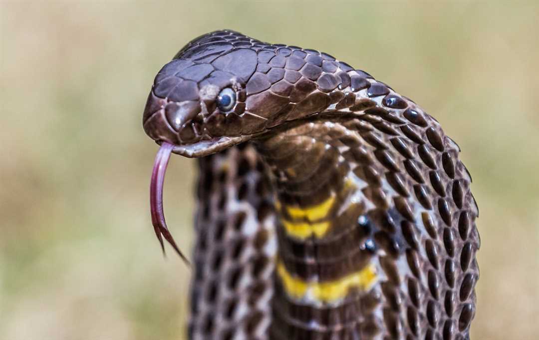 Кобра фото змеи