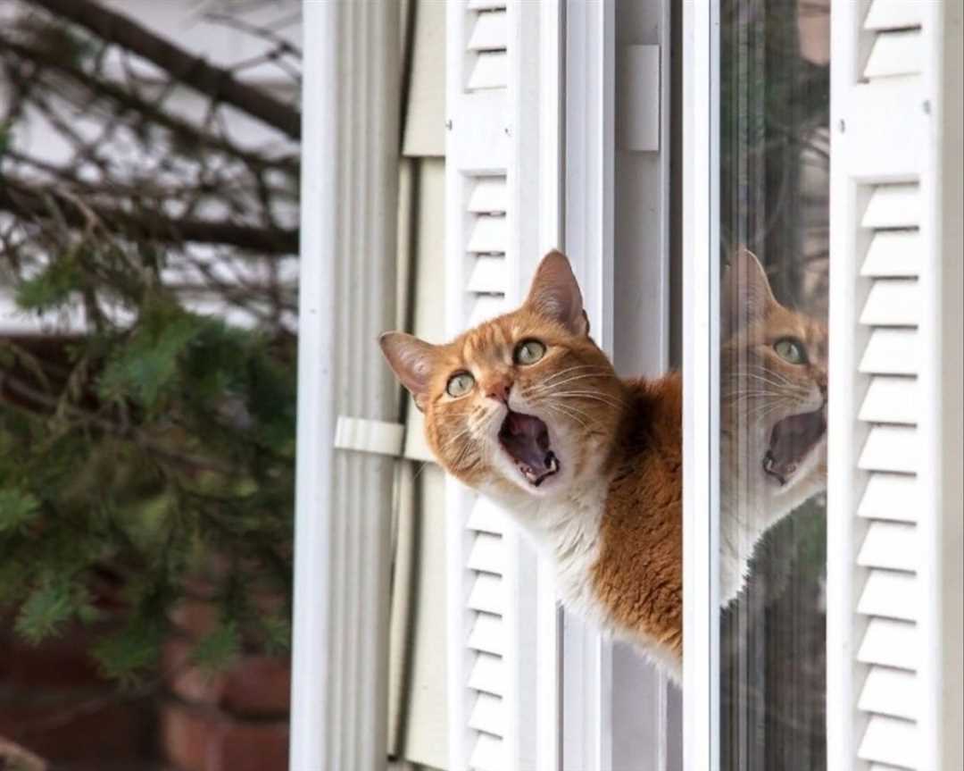 Когда нужно кастрировать кота: рекомендации владельцам Когда нужно кастрировать кота: рекомендации владельцам