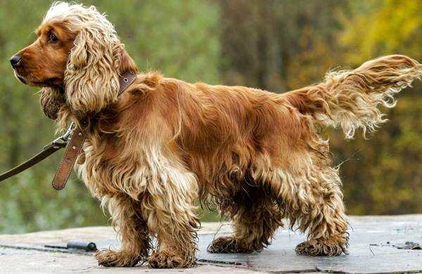 Кокер спаниель английский: описание породы, уход и содержание Кокер спаниель английский: описание породы, уход и содержание