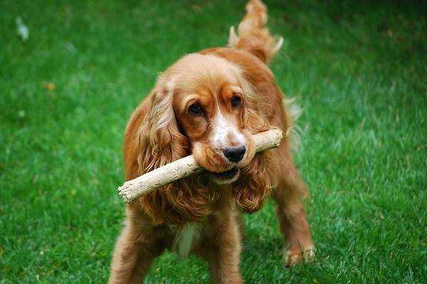 Кокер спаниель: описание породы и особенности характера