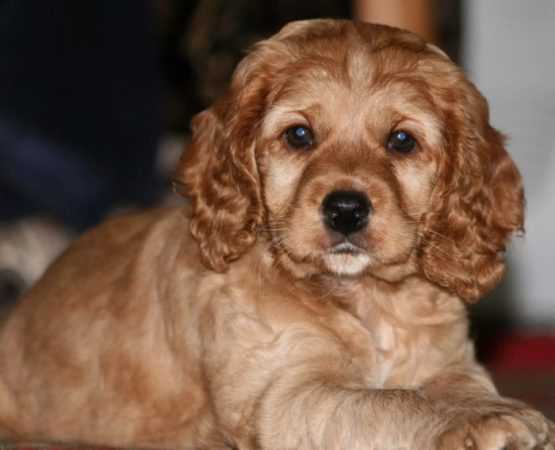 Кокер-спаниель русский: особенности породы, уход и содержание