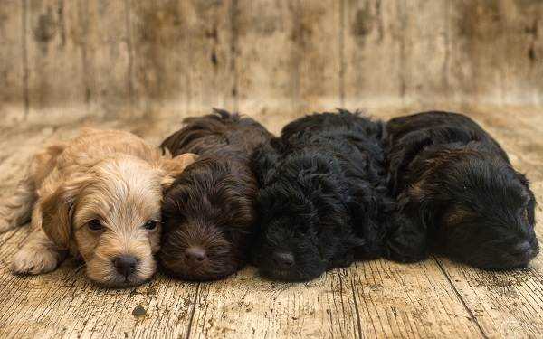 Характер и поведение