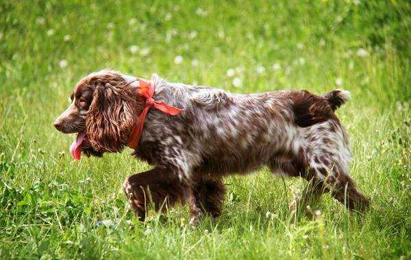 Воспитание и тренировка