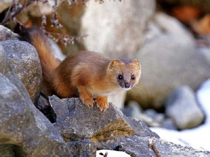 Чем питается колонок?