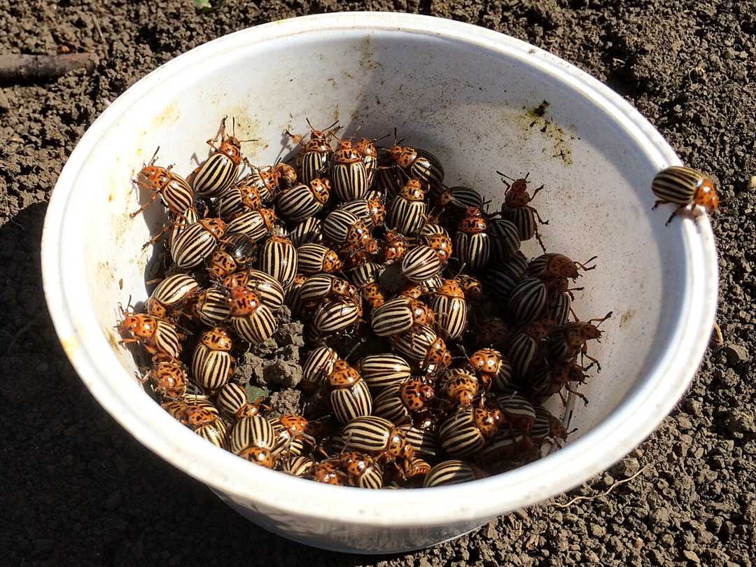 Откуда появился колорадский жук и как он размножается